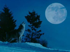 wolf-moon-howl
