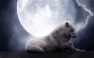 white-wolf-full-moon