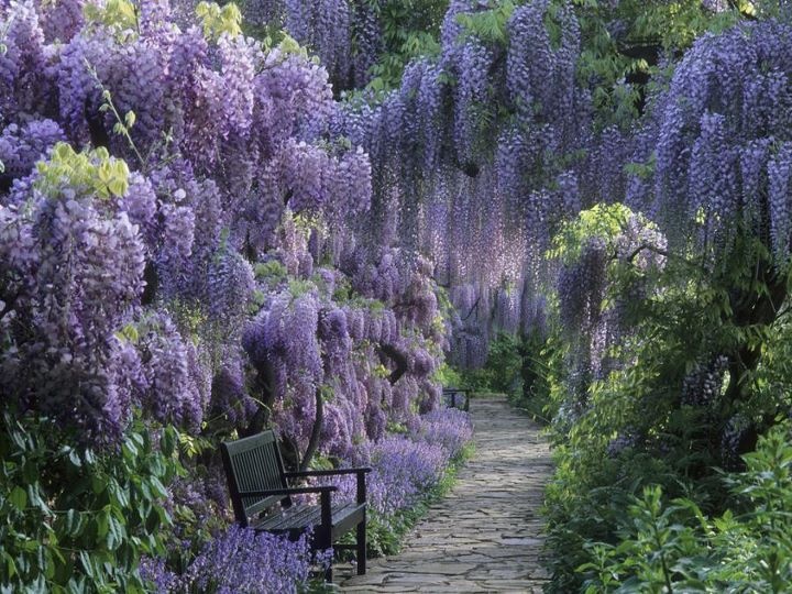 lavenderwisteriagarden