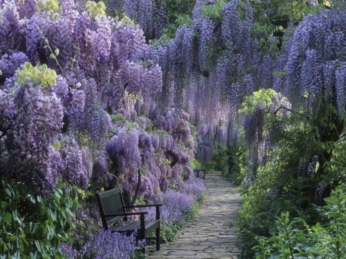 lavenderwisteriagarden