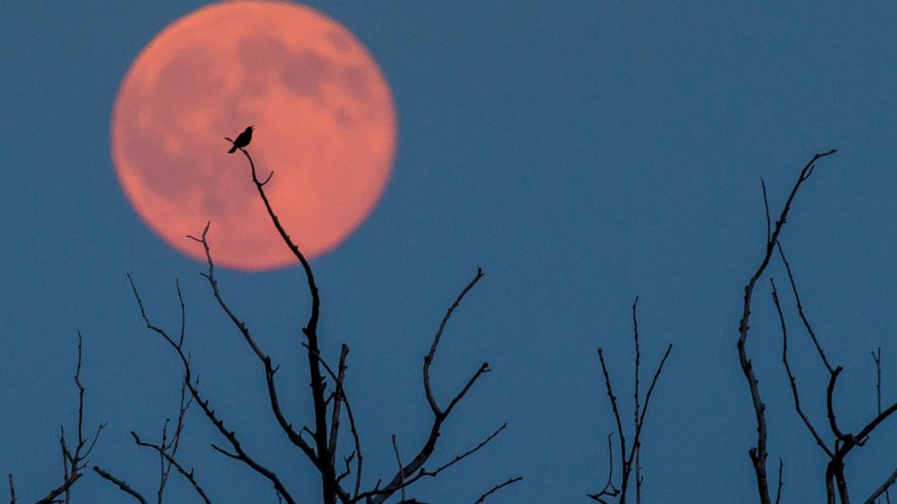 EPA_strawberry_moon4_ml_160621_16x9_992